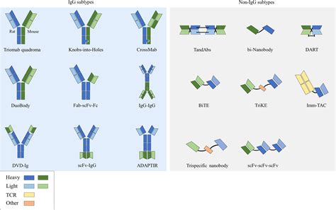 Novel antibody language model accelerates IgG screening and 